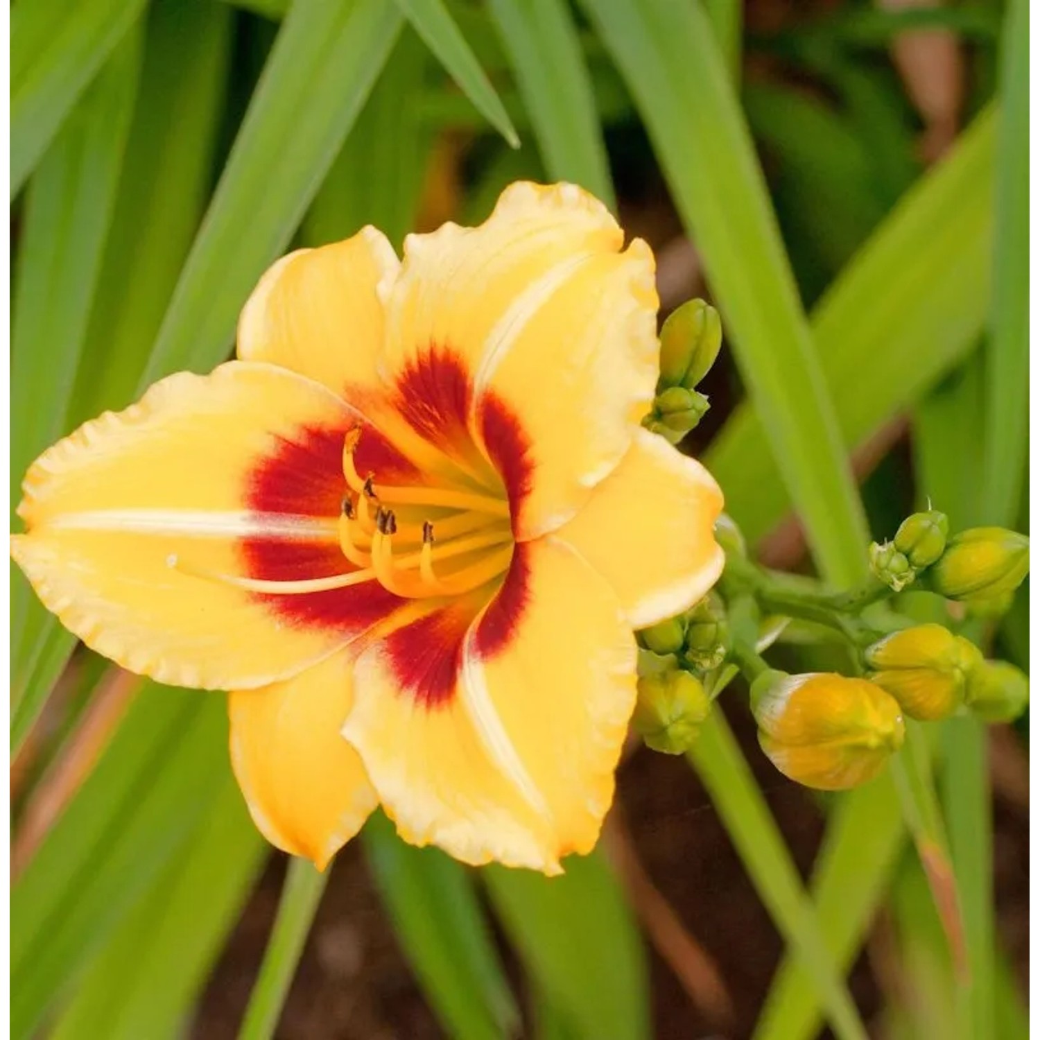 Taglilie Little Cadet - Hemerocallis