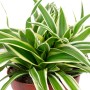 Grünlilie 'Ocean' im Topf: Pflegeleichte Zimmerpflanze mit grün-weißen Blättern, ca. 15 cm hoch.