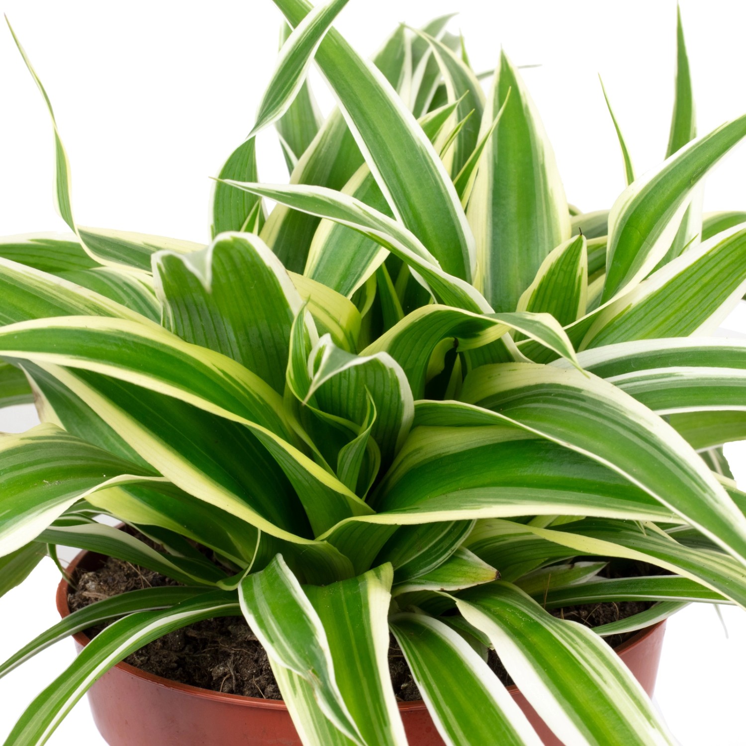 Grünlilie 'Ocean' im Topf: Pflegeleichte Zimmerpflanze mit grün-weißen Blättern, ca. 15 cm hoch.