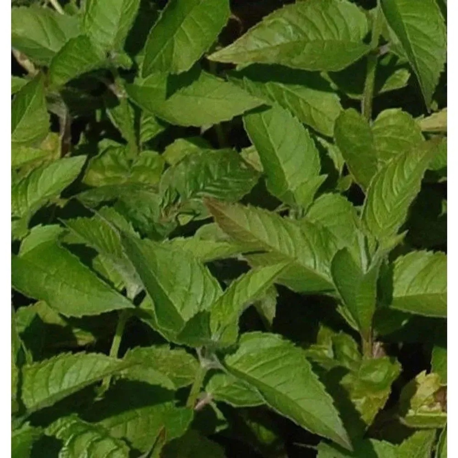 Indianernessel Twins - Monarda fistulosa