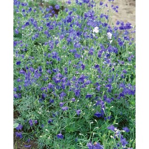 Blauer Zwerg Rittersporn (Delphinium grandiflorum) im 9x9 cm Topf, leuchtend blaue Blüten.