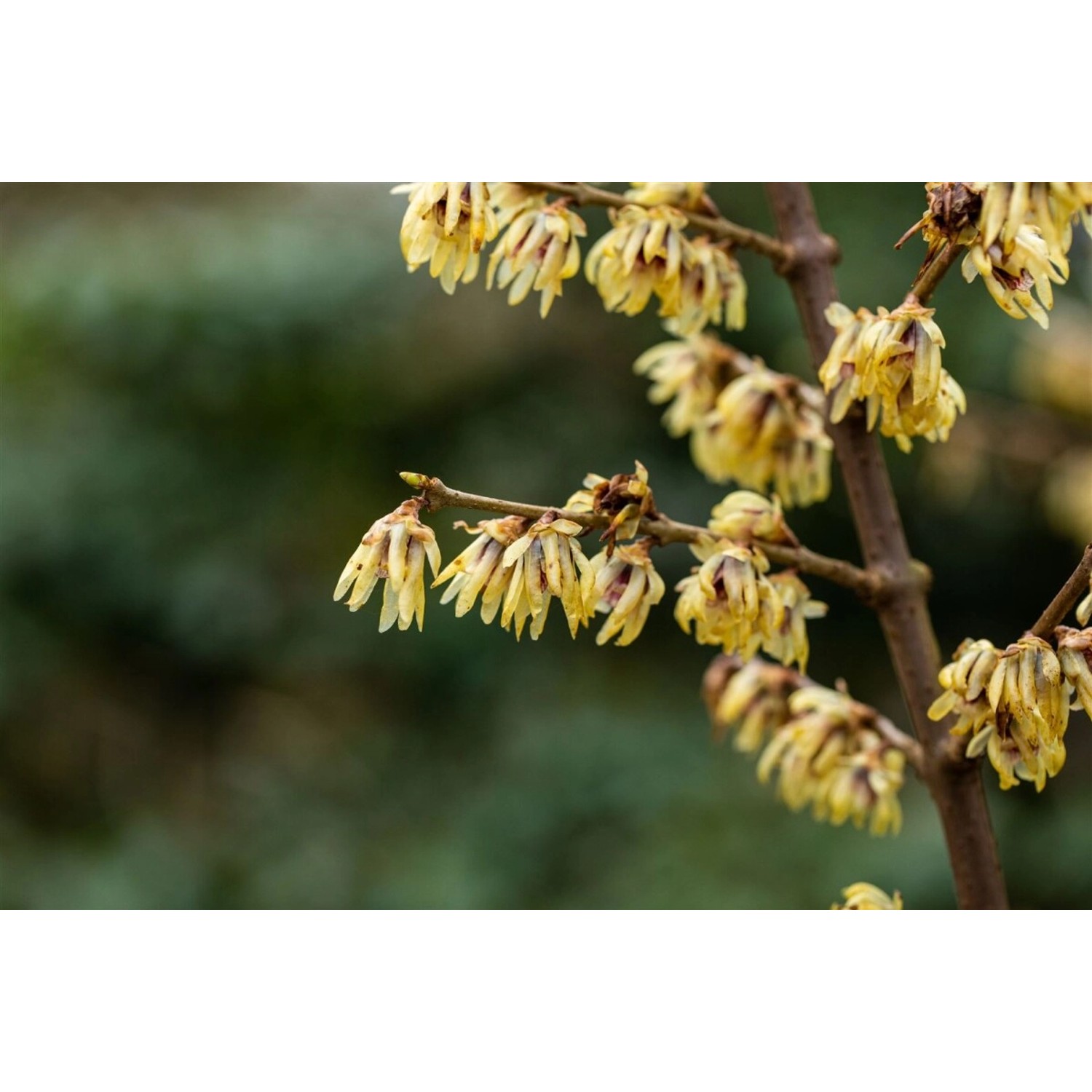 Chimonanthus Praecox Winterblüte Gelb 60–80 cm günstig online kaufen
