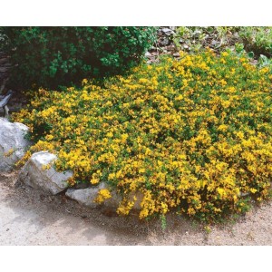 Leuchtend gelber Genista Pilosa Vancouver Gold Ginster als Bodendecker im Garten.