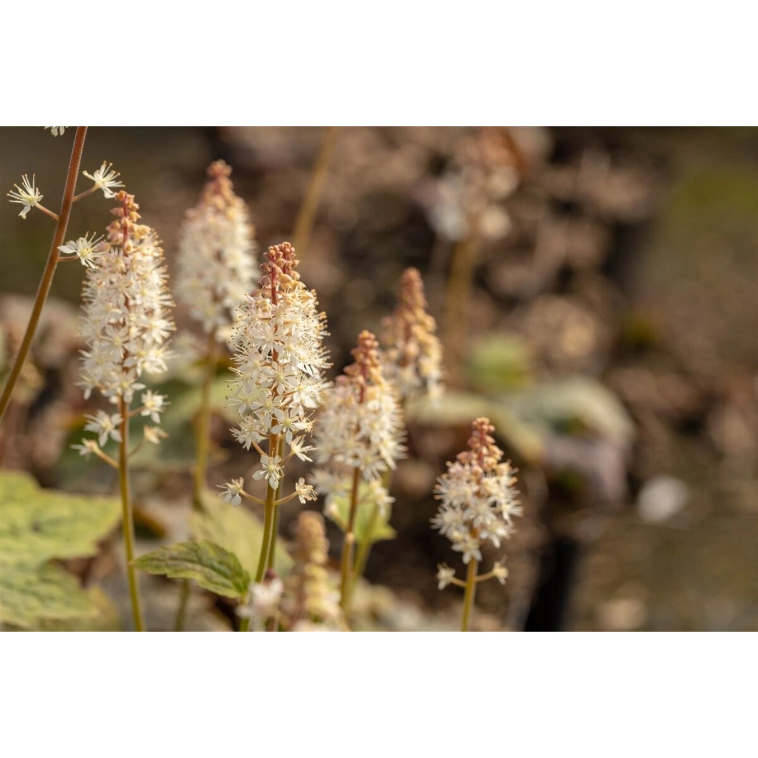 Tiarella Wherryi Schaumblüte Ca. 9x9 cm Topf günstig online kaufen