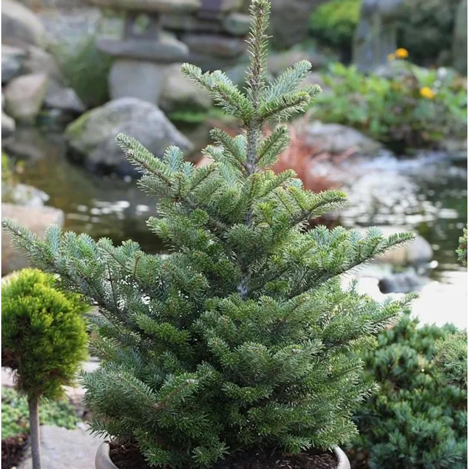 Koreatanne Molli 25-30cm - Abies koreana