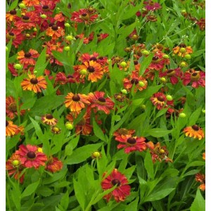 Sonnenbraut 'Baudirektor Linne' (Helenium) mit rot-gelben Blüten im Beet.