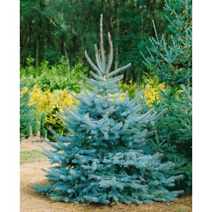 Blau-Fichte 'Edith', 125-150 cm, mit stahlblauen Nadeln als Hausbaum für sonnige Standorte.