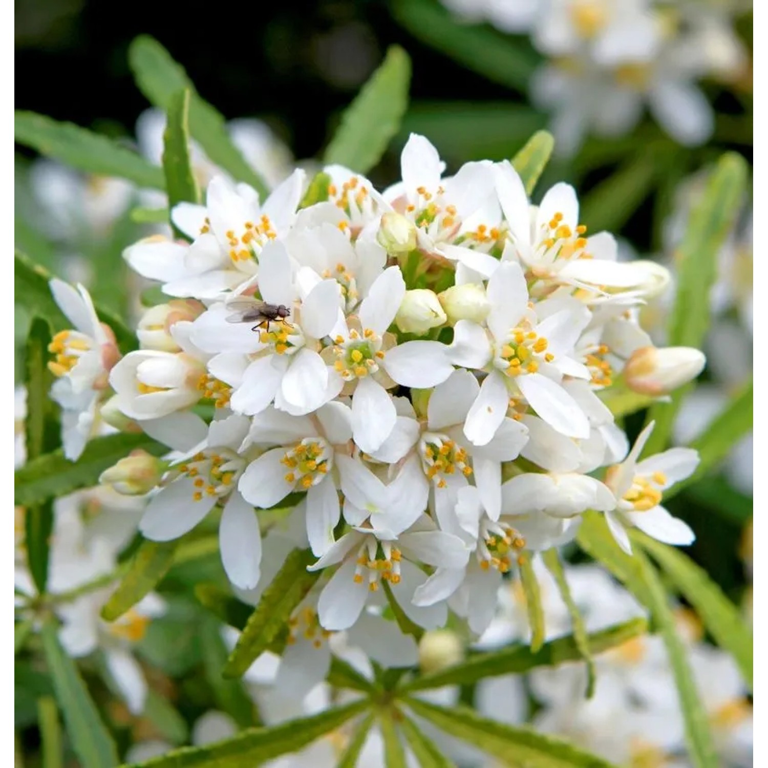 Orangenblume Little Bee 40-60cm - Choisya dewitteana
