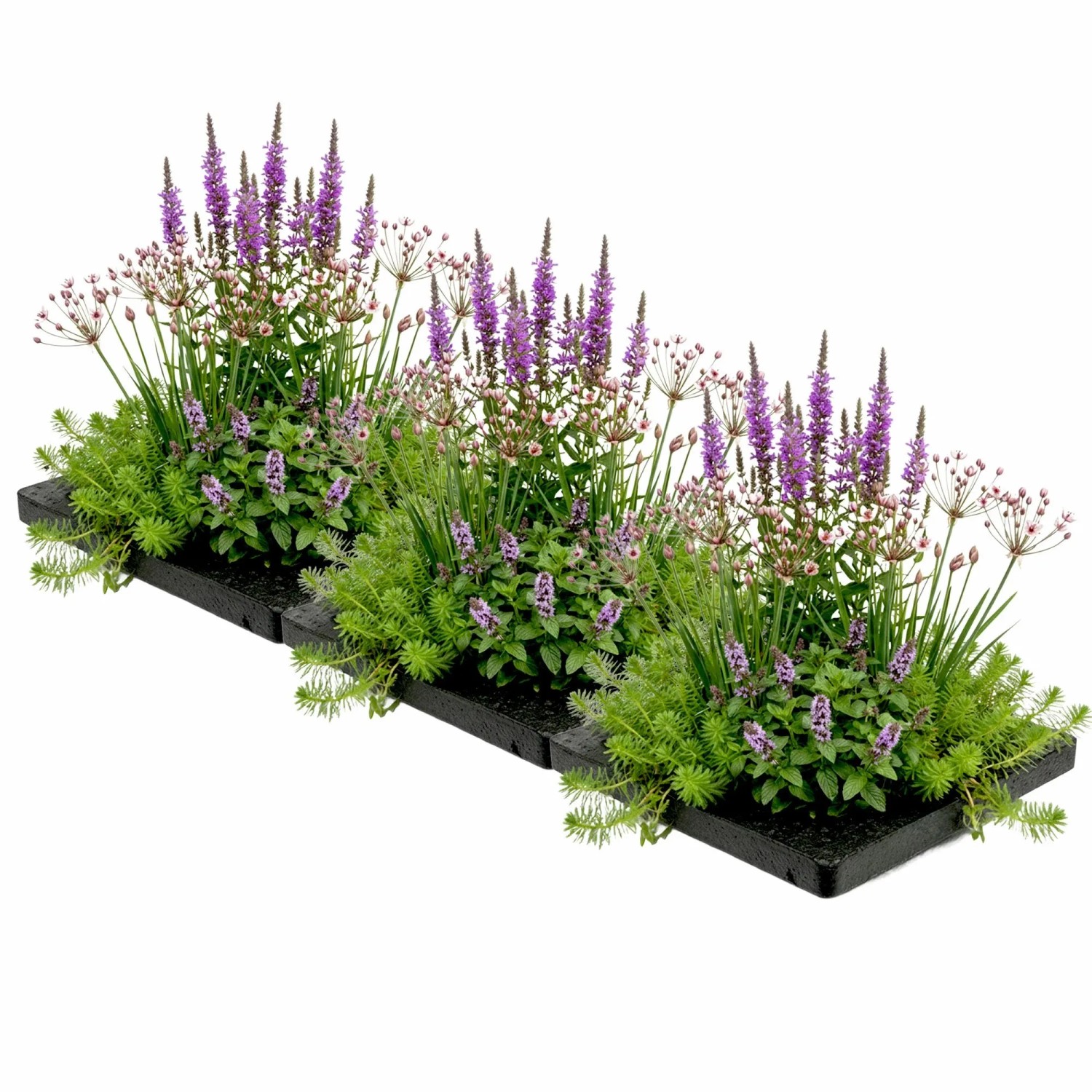 Vdvelde Anti Mücken Teichinsel 75x25 Cm Set Mit 12 Wasserpflanzen & 3 Ringen