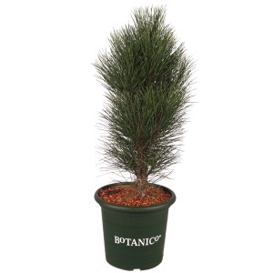 Säulen-Schwarzkiefer Green Tower im Topf, ca. 50-60 cm hoch. Zwergkonifere mit dunkelgrünen Nadeln.