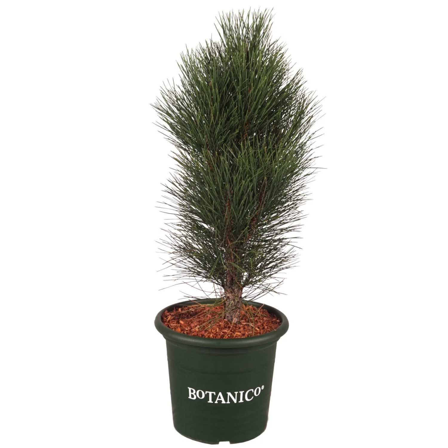 Säulen-Schwarzkiefer "Green Tower" Höhe ca. 50-60 cm Topf ca. 6 l Pinus nigra
