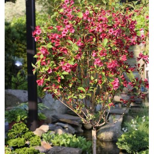 Blühende Hochstamm Weigelie Bristol Ruby mit rubinroten Blüten im Garten.