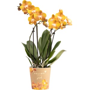 Orangefarbene Schmetterlingsorchidee 'Las Vegas' im Topf, ca. 35-45 cm hoch. Dekorative Zimmerpflanze.