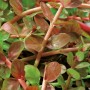 Nahaufnahme der rundblättrigen Rotala Lila, einer Sauerstoffpflanze für den Gartenteich.