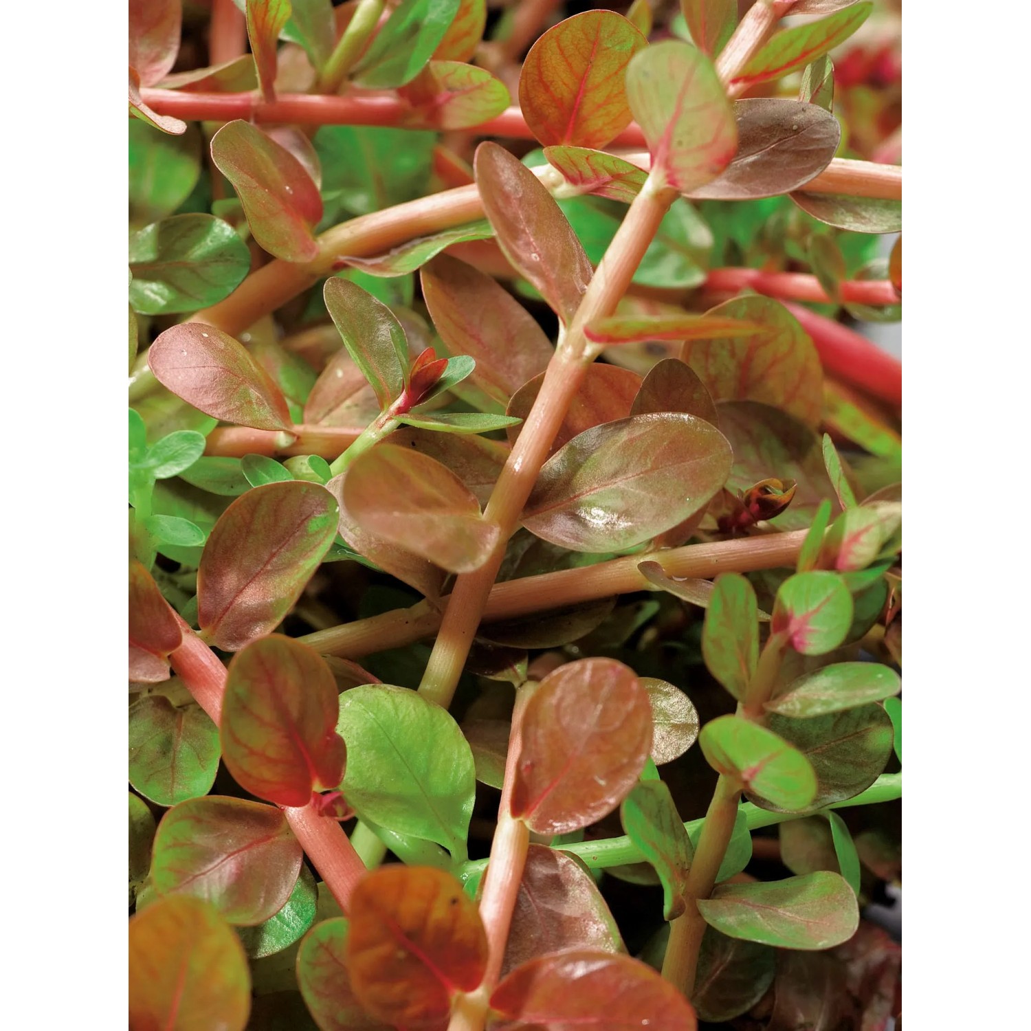 Nahaufnahme der rundblättrigen Rotala Lila, einer Sauerstoffpflanze für den Gartenteich.