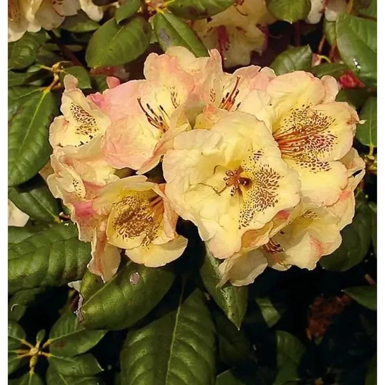 INKARHO - Großblumige Rhododendron Viscy 25-30cm - Alpenrose