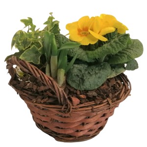 Frühlingskorb, bepflanzte Schale mit gelben Primeln, Narzissen und Efeu im Weidenkorb (Ø 19cm).