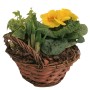Frühlingskorb, bepflanzte Schale mit gelben Primeln, Narzissen und Efeu im Weidenkorb (Ø 19cm).