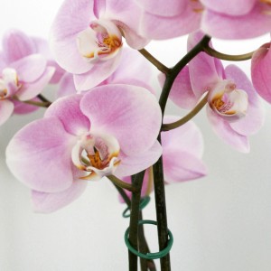 Ringbinder (30 Stk.) am Orchideen-Stiel. Gartenhelfer für Pflanzen.