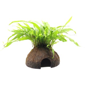 Dennerle Coco Cave mit Microsorum Pteropus, Aquariumpflanze auf Kokosnusshöhle.