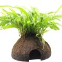 Dennerle Coco Cave mit Microsorum Pteropus, Aquariumpflanze auf Kokosnusshöhle.