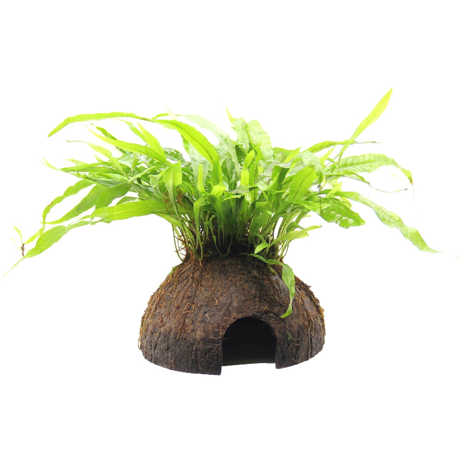 Dennerle Plants Aquariumdekoration Coco Cave mit Microsorum Pteropus Pflanze