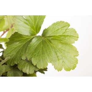 Nahaufnahme der grünen Blätter der Waldsteinia Ternata Golderdbeere im 9x9 cm Topf.