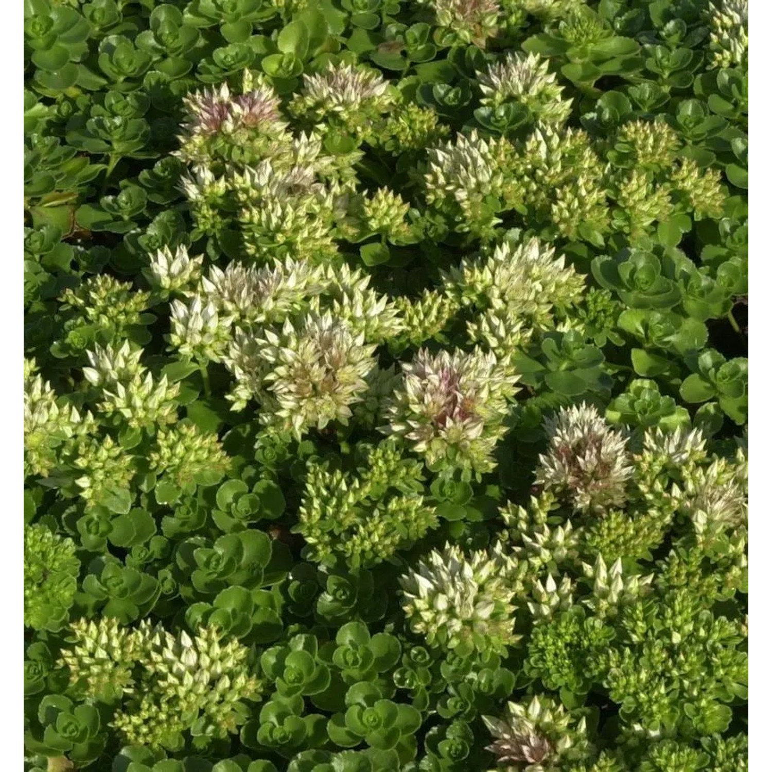 Kaukasus Asienfetthenne Album Superbum - Sedum spurium