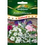 Quedlinburger Balkonblumen Saatband Mischung stehend, ideal für Balkonkästen.