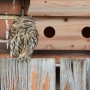 Nistkasten aus Tannenholz mit Kauz. Das Vogelhaus hat 2 Einfluglöcher und Sitzstangen.