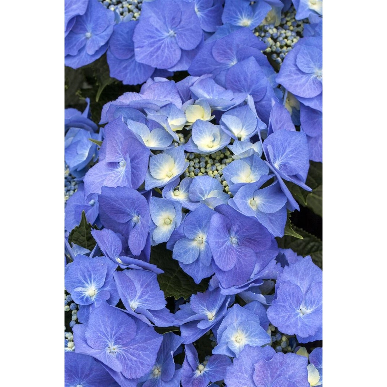 Hydrangea Macrophylla Bauernhortensie 100-125 cm günstig online kaufen