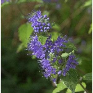 Nahaufnahme der blau-violetten Blüten der Bartblume Blue Cloud (Caryopteris clandonensis).