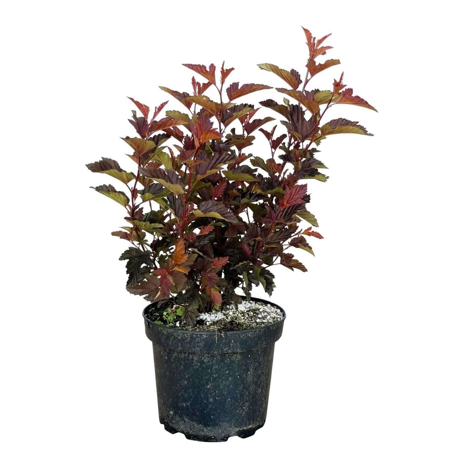 Baumfink Fasanenspiere Little Angel als Topfpflanze 40-60cm