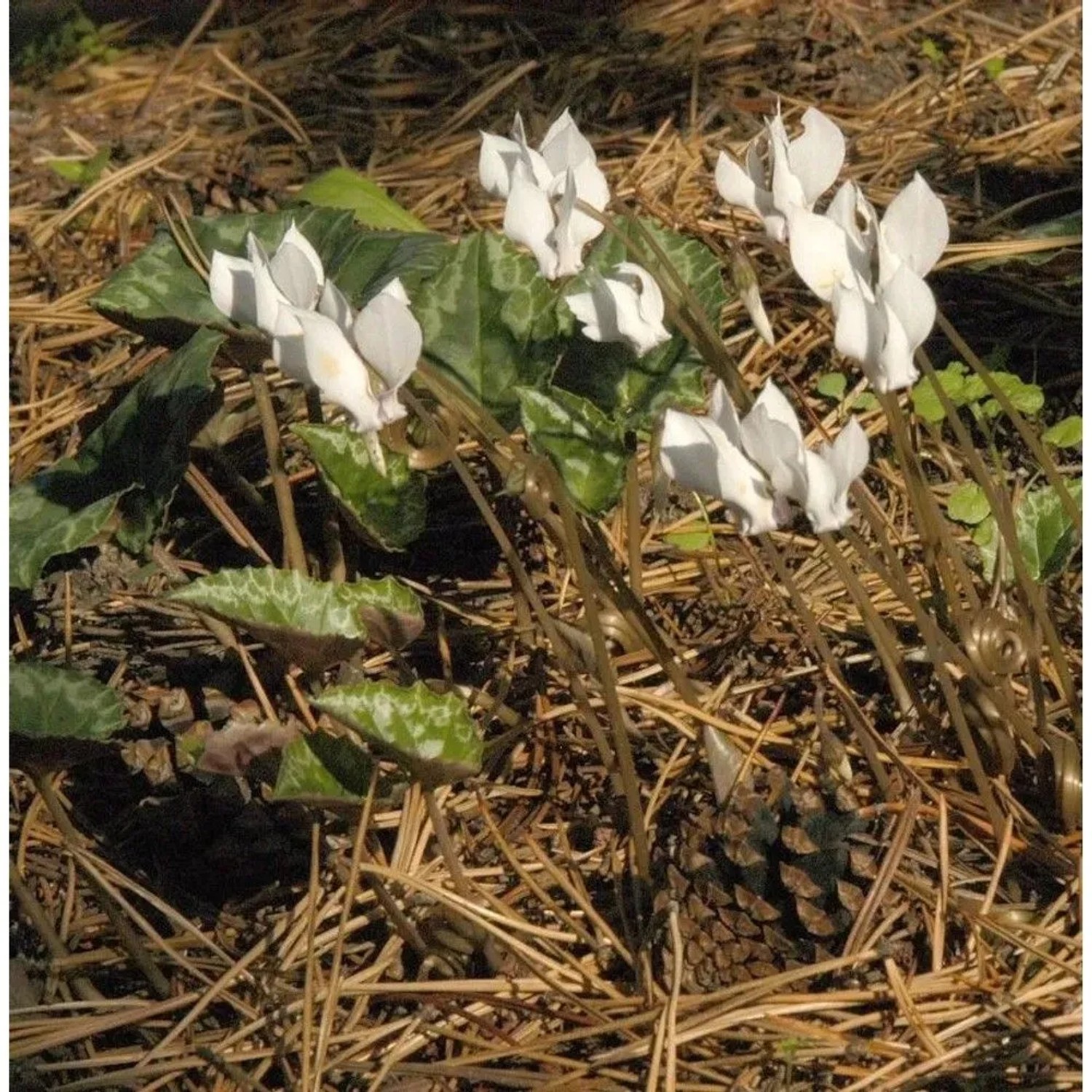 Herbst Alpenveilchen Silverleaf Alba - Cyclamen hederifolium