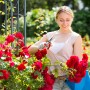 Frau schneidet rote Rosen an einem dunkelgrünen Eisen-Rosenbogen mit Tor. Ideale Rankhilfe für den Garten.