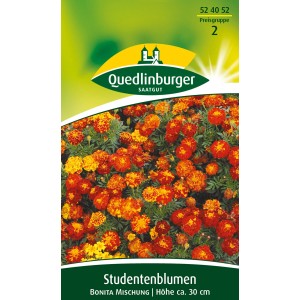 Quedlinburger Studentenblume Bonita Mischung mit orangefarbenen und gelben Blüten.
