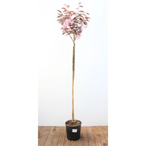 Zierkirsche Royal Burgundy mit dunkelrosa Blüten und rotem Laub, Stammhöhe 150 cm.