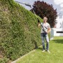 Mann schneidet Hecke mit Al-Ko Akku-Hochheckenschere HTA 1845, kompatibel mit Bosch Akku.