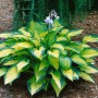 Funkie 'Pauls Glory' im Topf mit gelb-grünen Blättern und lavendelfarbenen Blüten.