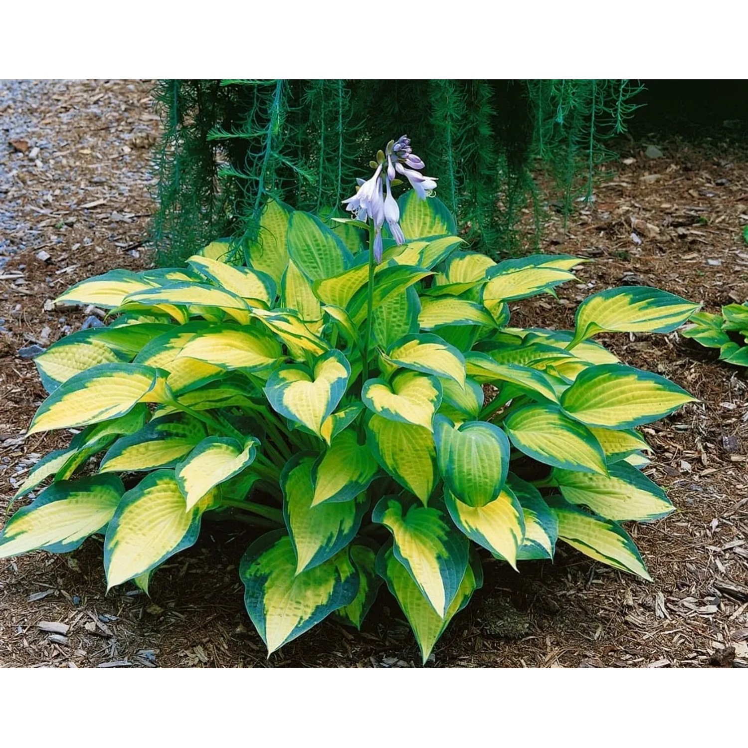 Funkie 'Pauls Glory' im Topf mit gelb-grünen Blättern und lavendelfarbenen Blüten.