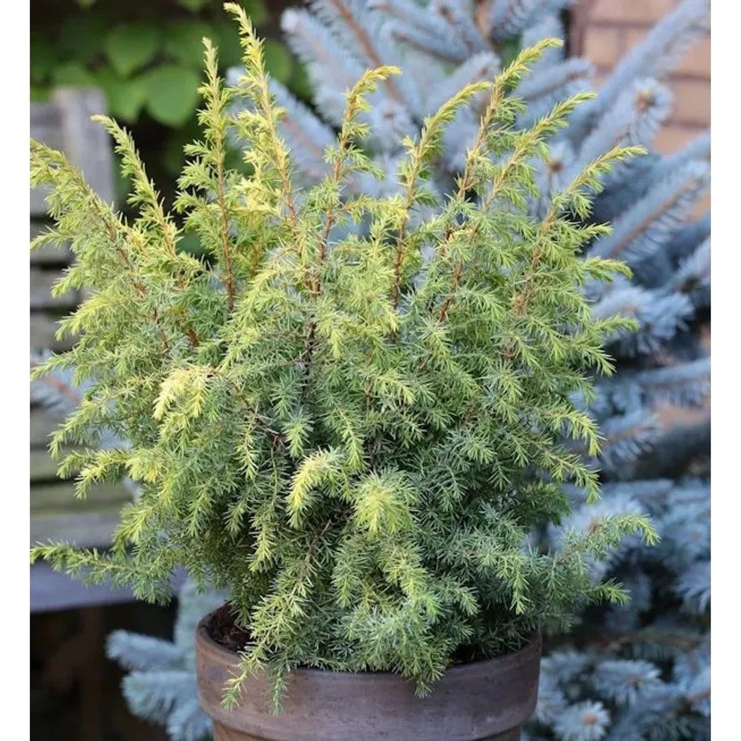 Heidewacholder Schneverdinger Goldmarie 40-60cm - Juniperus communis