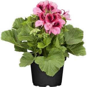 Stehende Geranie Rosa im Topf, Pelargonium mit rosa Blüten und grünen Blättern.