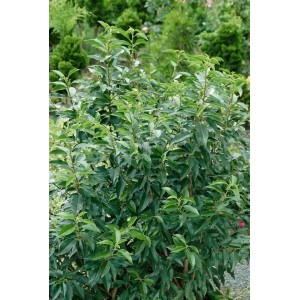 Immergrüne Prunus lusitanica 'Brenelia' Heckenpflanze, 40-60 cm hoch, mit dichten, grünen Blättern.