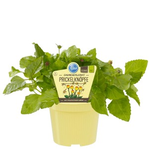 Blu Bio-Prickelknöpfe im gelben Topf, ca. 12 cm. Spilanthes-Kräuter mit grünen Blättern.