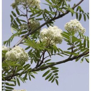 Blühende Eßbare Eberesche (Sorbus aucuparia) mit weißen Blüten vor blauem Himmel.