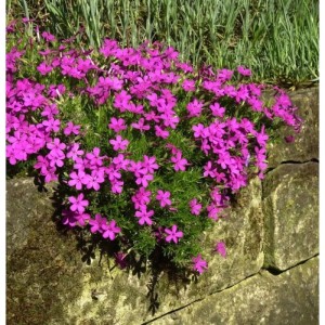 Teppich-Flammenblume 'Crackerjack' (Phlox Douglasii) mit pinkfarbenen Blüten auf einer Mauer.
