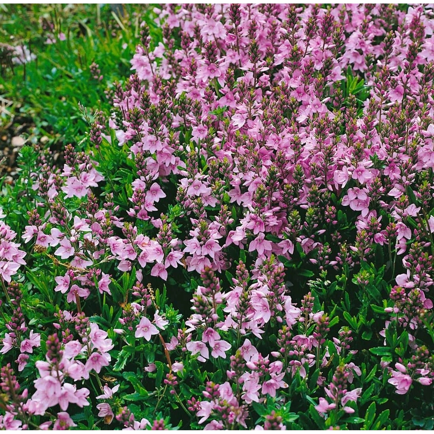 Rosa blühender Veronica Prostrata Rosea Ehrenpreis im 9x9 cm Topf.