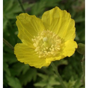 Gelber Wald-Scheinmohn Aurantiaca (Papaver cambricum), eine Staude mit leuchtenden Blüten.
