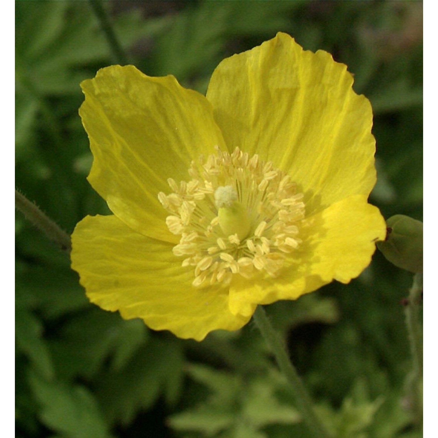 Wald Scheinmohn Aurantiaca - Papaver cambricum günstig online kaufen