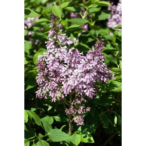 Blühender Syringa Patula Flieder (30-40 cm) mit violetten Blüten und grünen Blättern.